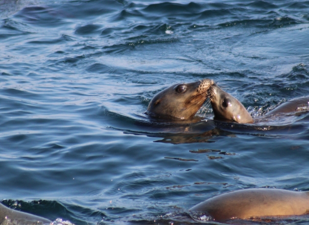 Seal and Dolphin Spotting & Bass Fishing 