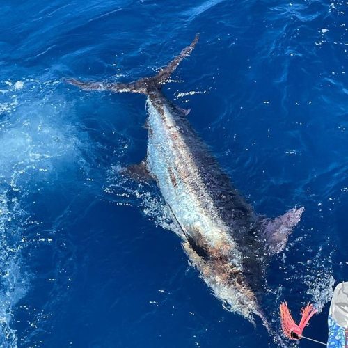 A close up image of a blue marlin fish in the water